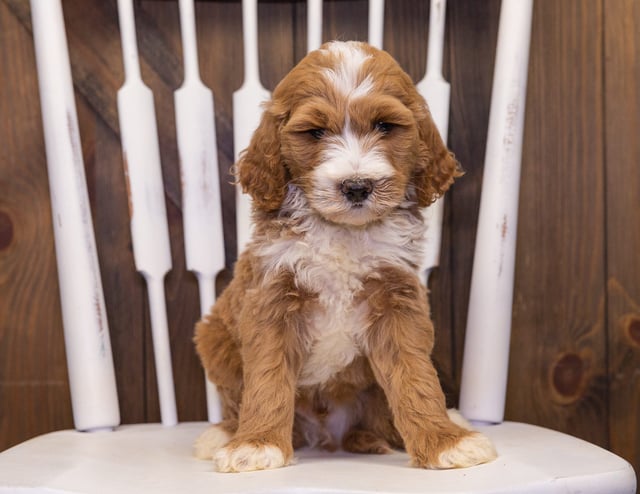 Xav came from Dallas and Scout's litter of F1B Goldendoodles