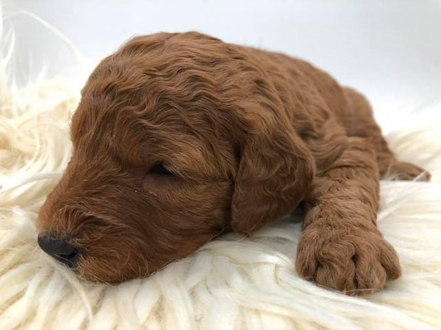 Hess was born on 12/07/2018