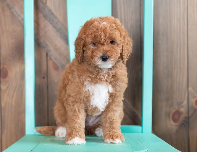 Wilma came from Candice and Teddy's litter of F1BB Goldendoodles