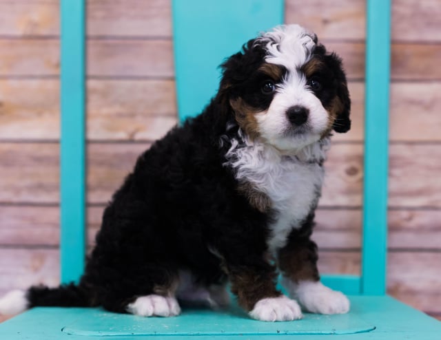 A picture of a Lotus, one of our Mini Bernedoodles puppies that went to their home in Connecticut 
