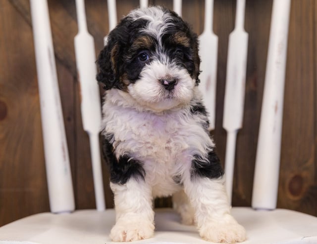 Yani came from Jersey and Parker's litter of F1 Bernedoodles