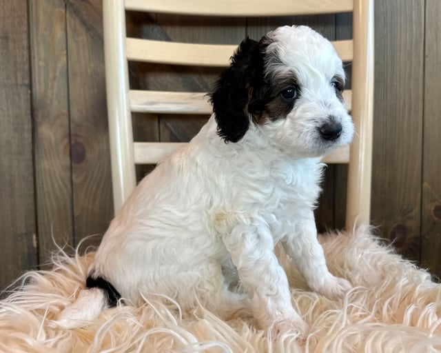 Leo is an F1B Bernedoodle that should have  and is currently living in Minnesota 