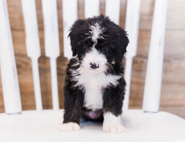 Zula is an F1 Bernedoodle that should have  and is currently living in Iowa