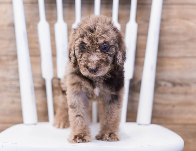 Addie came from Maci and Merlin's litter of F1B Goldendoodles