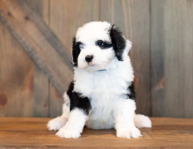 A picture of a Vince, a gorgeous Mini Sheepadoodles for sale