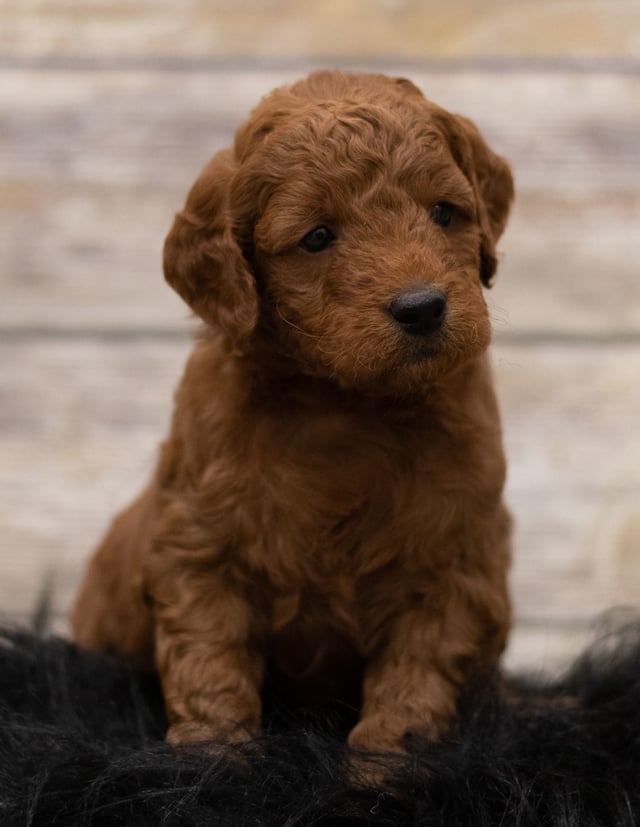 A picture of a Haze, one of our Mini Goldendoodles for sale