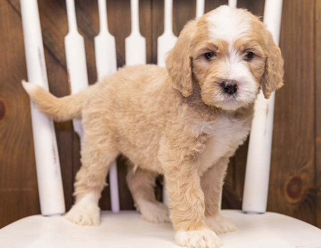 A picture of a Sarge, one of our Standard Goldendoodles puppies that went to their home in Washington