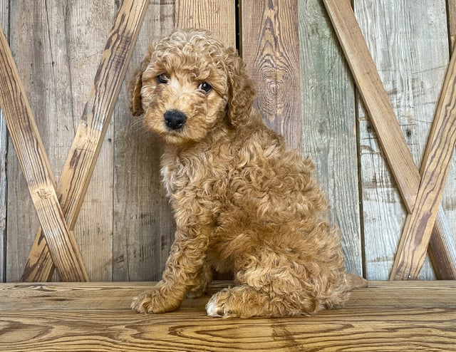 Madge came from Tatum and Toby's litter of F1BB Goldendoodles
