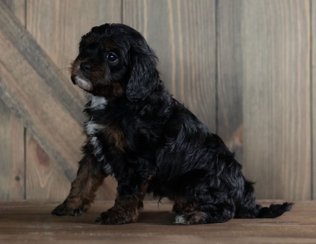 Hob is an F1 Cavapoo that should have  and is currently living in Iowa