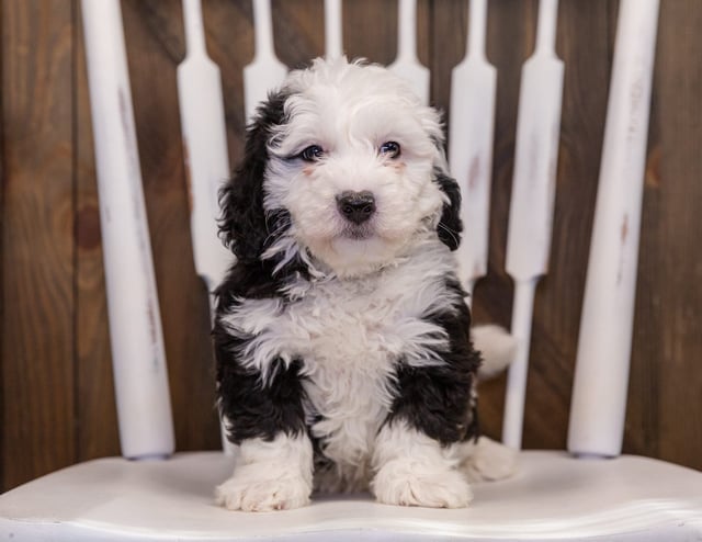 Yolo came from Tuxxy and Stanley's litter of F1 Sheepadoodles