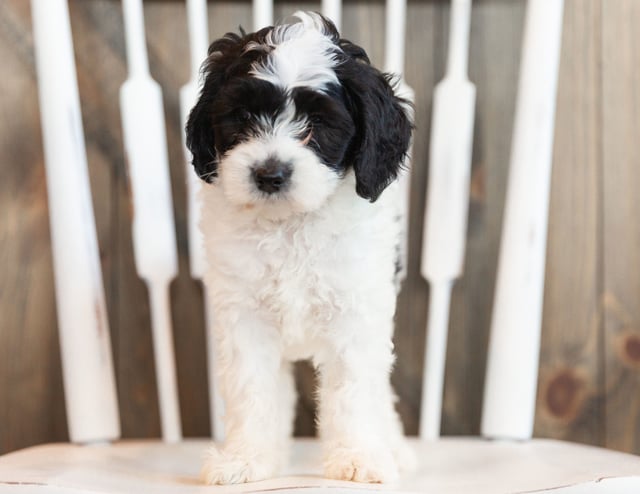 Indi is an F1B Sheepadoodle that should have  and is currently living in Wisconsin 