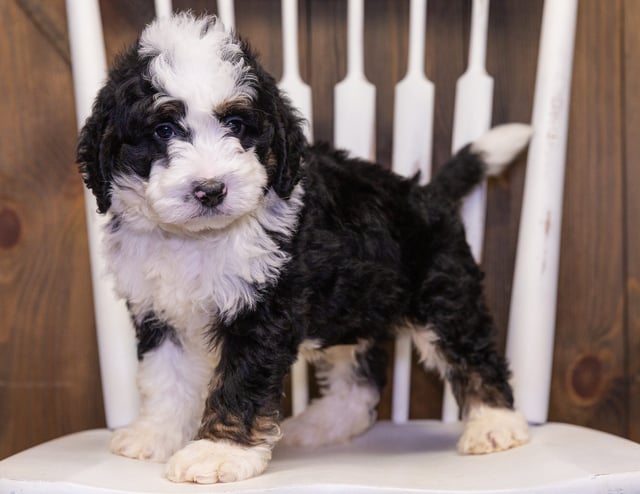 Yasko is an F1 Bernedoodle that should have  and is currently living in Arizona