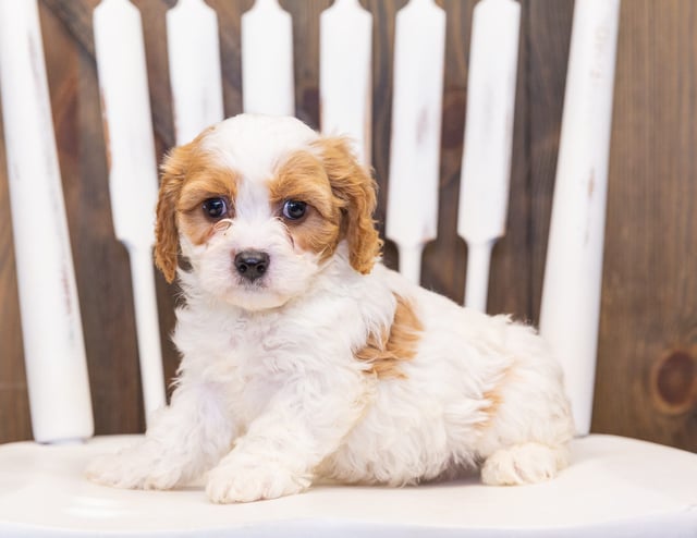Pudge is an F1 Cavapoo that should have  and is currently living in Iowa