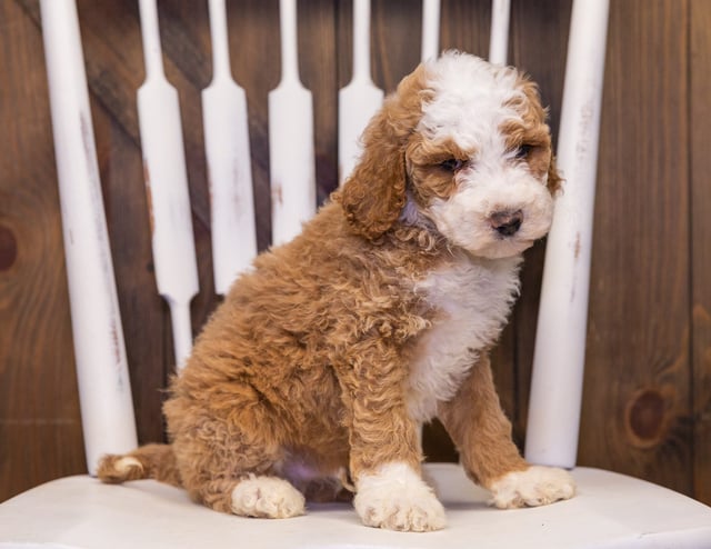 A picture of a Xavier, one of our Standard Goldendoodles puppies that went to their home in California