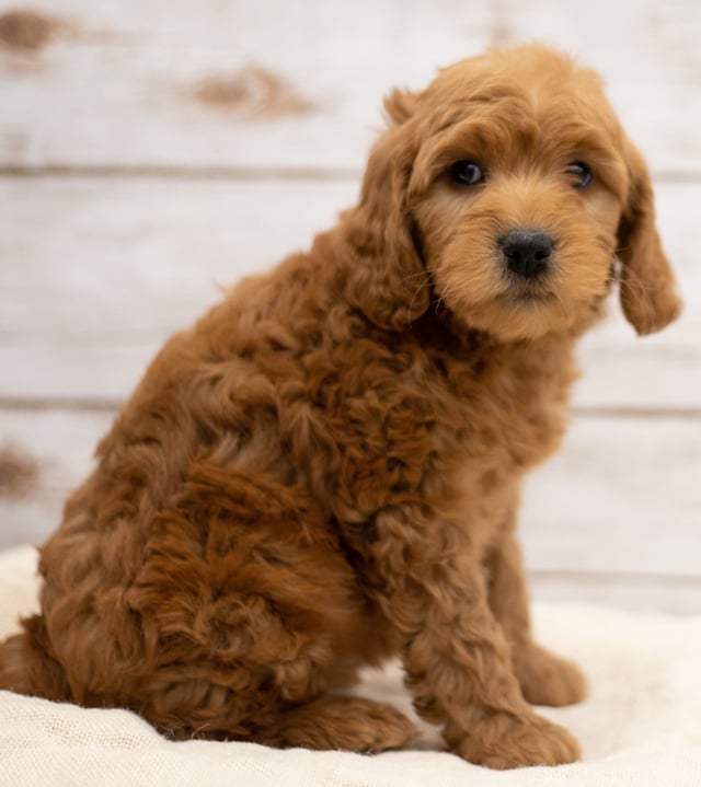 Kimba came from Tatum and Teddy's litter of F2B Goldendoodles