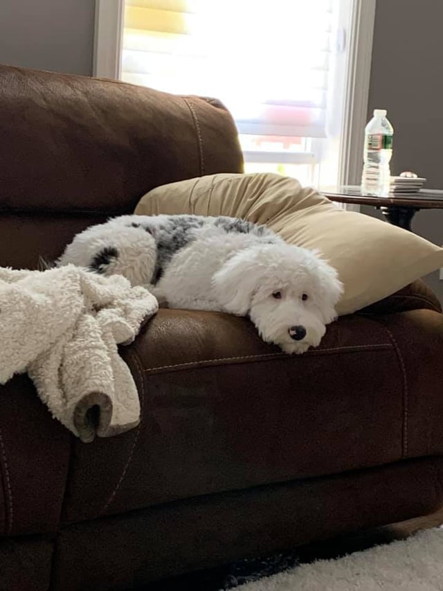 Merle f1b Mini Sheepadoodle