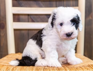 Guide To Sheepadoodle Grooming