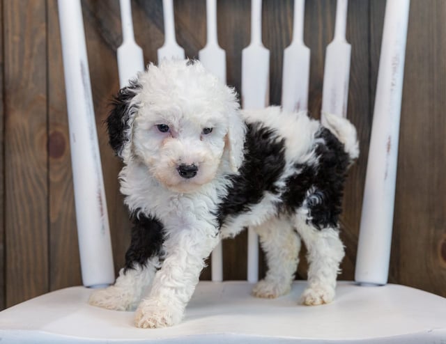 Opal is an F1B Sheepadoodle that should have  and is currently living in Wisconsin 