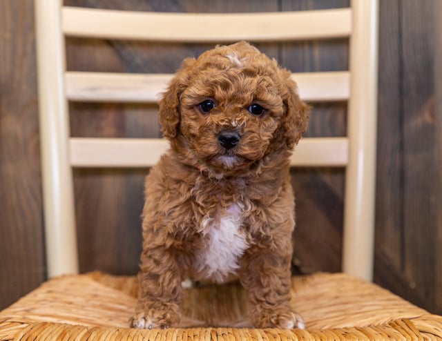 A litter of Mini Goldendoodles raised in Iowa by Poodles 2 Doodles