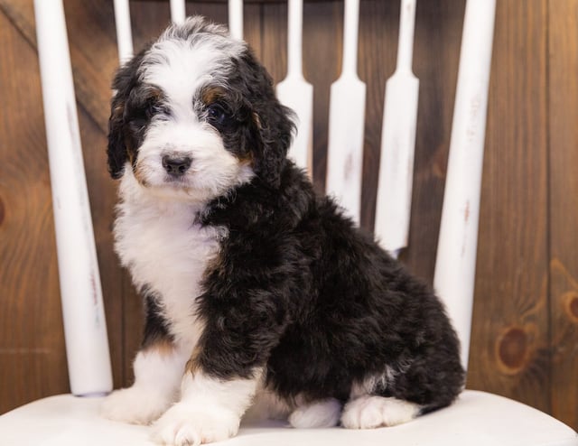 Tucker is an F1 Bernedoodle that should have  and is currently living in Minnesota