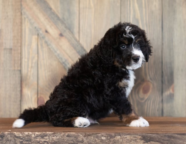 Cash is an F1 Bernedoodle that should have  and is currently living in Nebraska