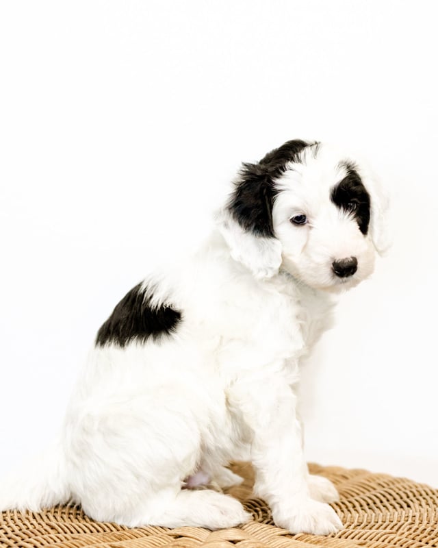 A picture of a Wells, one of our Mini Sheepadoodles puppies that went to their home in South Dakota