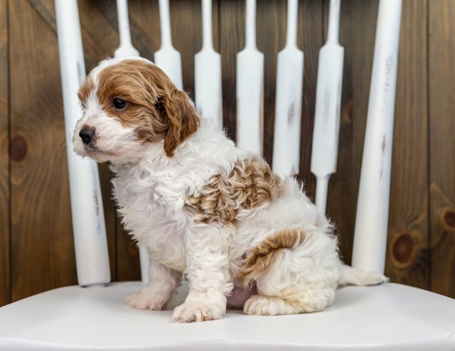 A picture of a Xono, one of our Petite Cavapoos puppies that went to their home in New Jersey