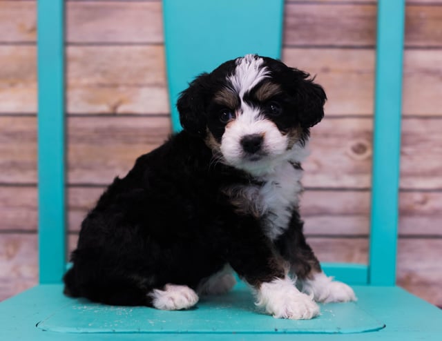 LuLu came from Sasha and Stanley's litter of F1 Bernedoodles