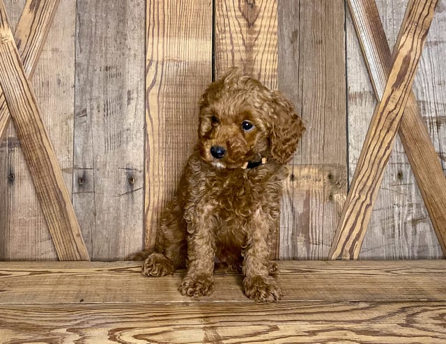 Klaus came from Scarlett and Toby's litter of F1BB Goldendoodles