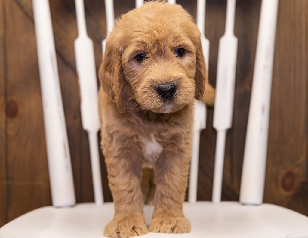 Skippy came from KC and Scout's litter of F1 Goldendoodles