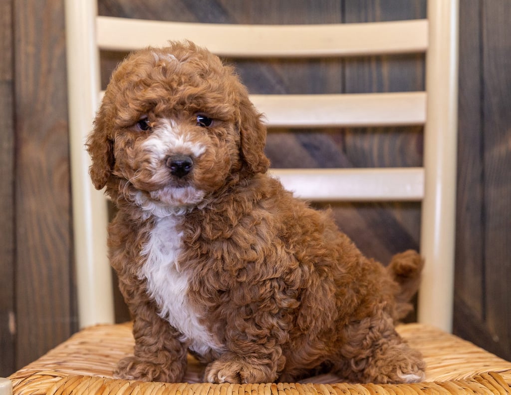 Zini came from Dallas and Taylor's litter of F1B Goldendoodles