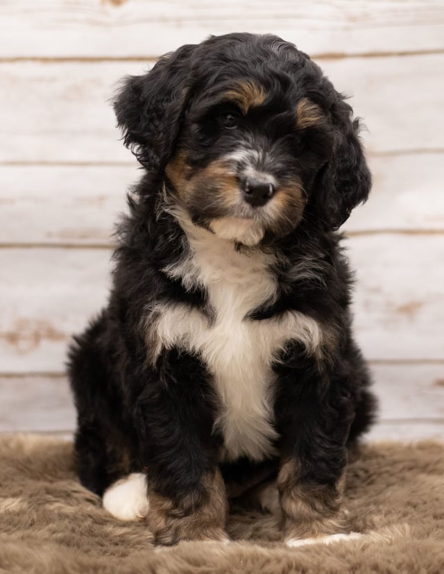 Another great picture of Iggy, a Bernedoodles puppy