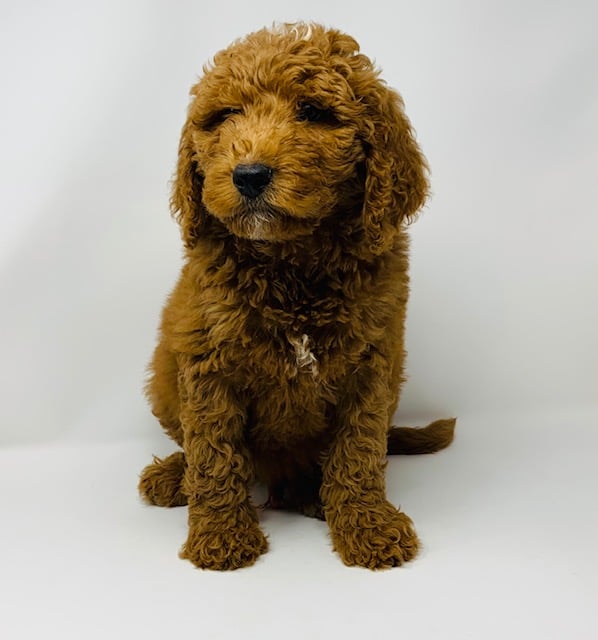 Ezra came from Leia and Scout's litter of F1B Goldendoodles