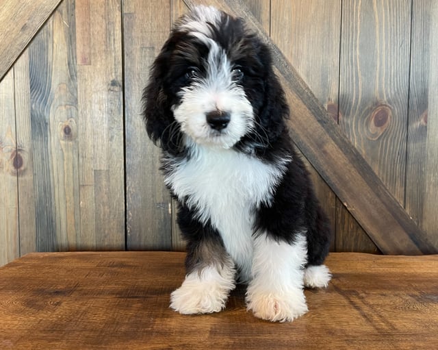 Xandi came from Delilah and Bentley's litter of F1 Bernedoodles