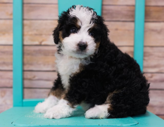 Linus came from Sasha and Stanley's litter of F1 Bernedoodles