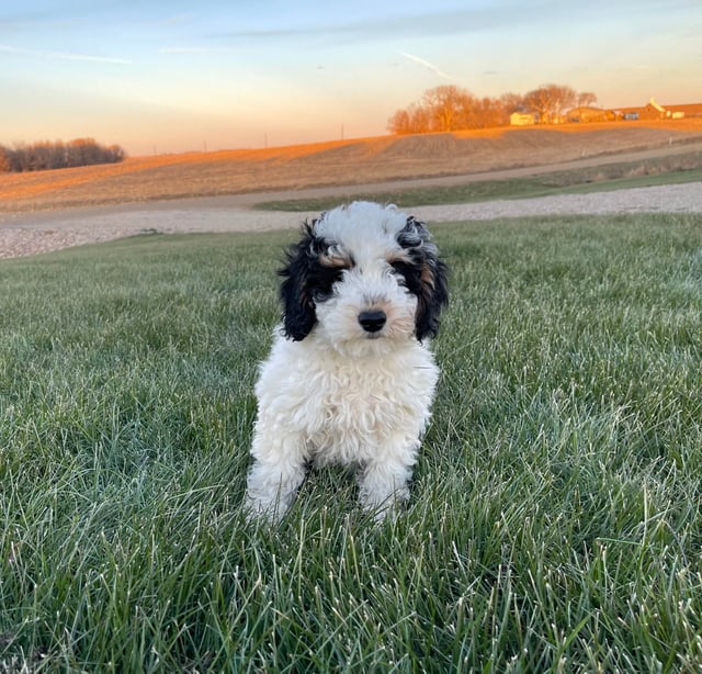 Hector is an F1BB Bernedoodle that should have  and is currently living in Iowa