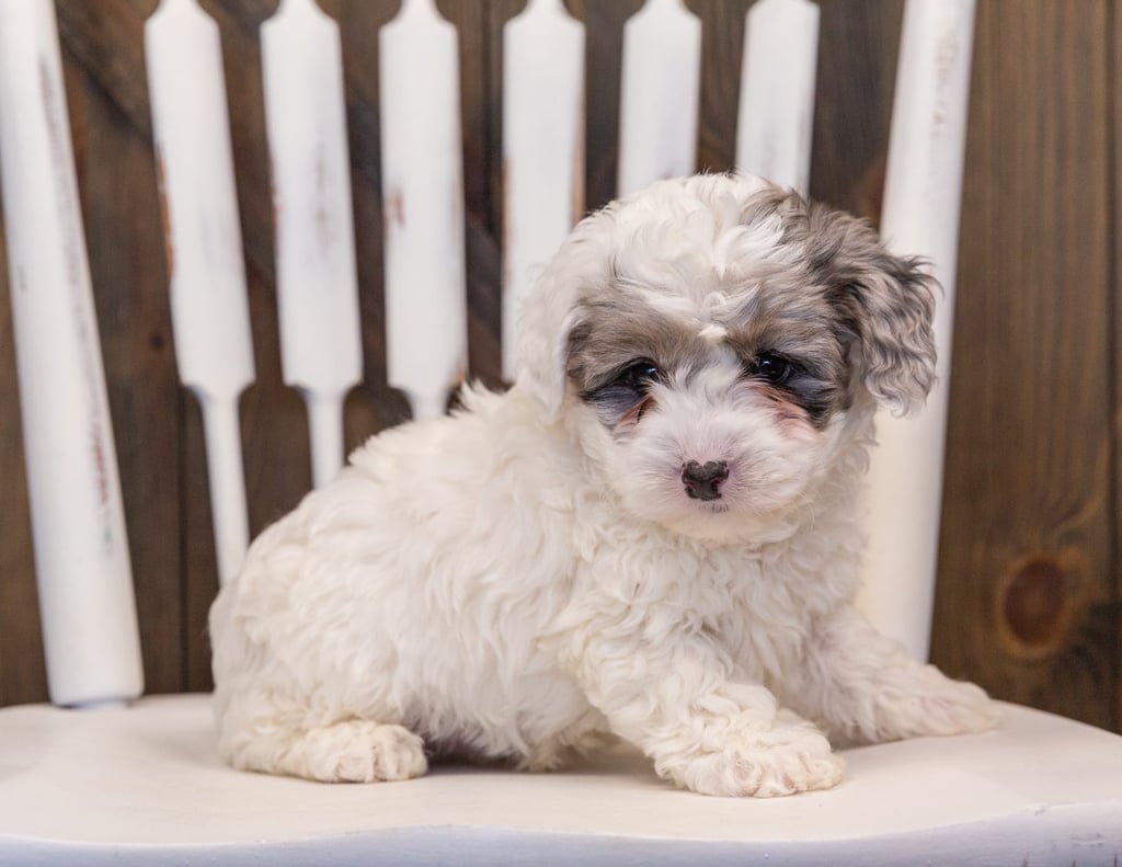 A picture of a Quix, one of our Mini Sheepadoodles puppies that went to their home in Minnesota