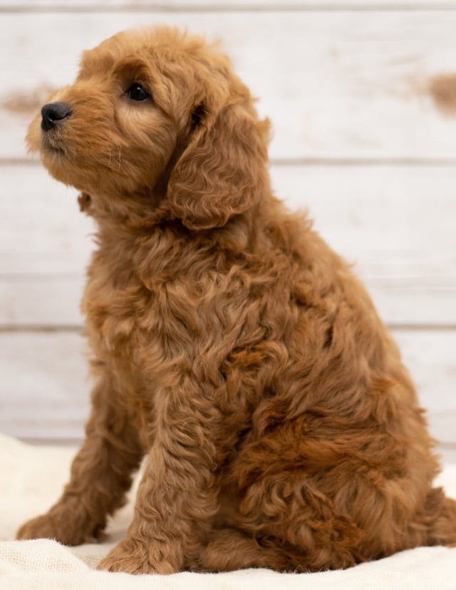 Kimba is an F2B Goldendoodle that should have red and white abstract markings  and is currently living in North Dakota