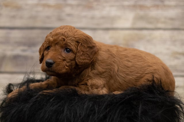 Hula came from Hula and Griffin's litter of F1 Goldendoodles