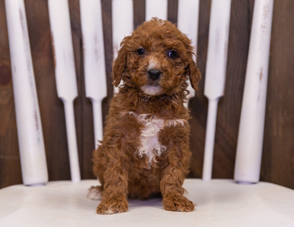 Osita came from LuLu and Teddy's litter of F2B Goldendoodles