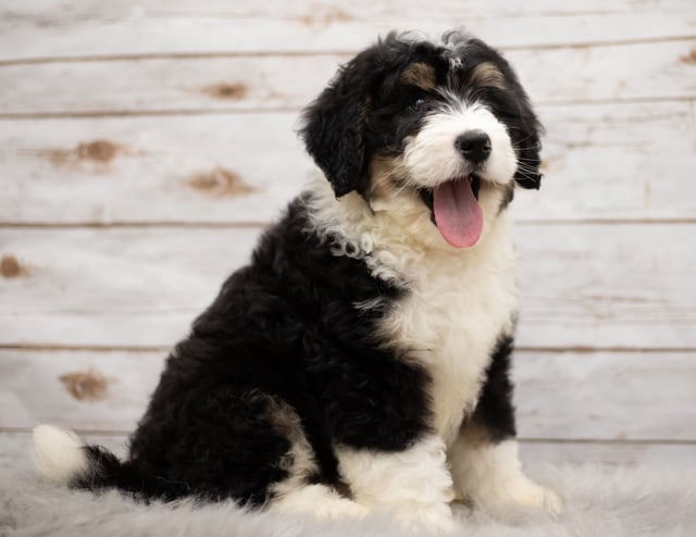 Ice was born on 12/12/2018 and is a Nebraska Bernedoodle