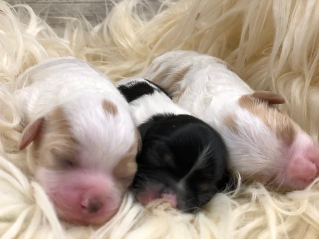 These Cavapoos were bred by Poodles 2 Doodles in Iowa. Their mother is Bella and their father is Stanley