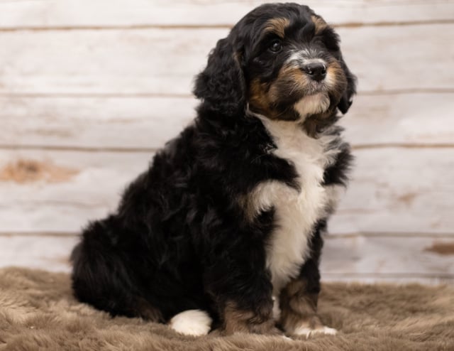 A picture of a Iggy, one of our Standard Bernedoodles puppies that went to their home in Missouri
