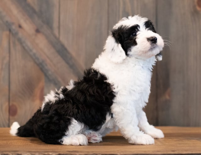 Uma is an F1 Sheepadoodle that should have  and is currently living in Indiana
