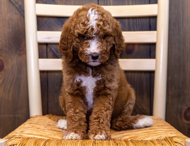 Willow is an F1BB Goldendoodle for sale in Iowa.