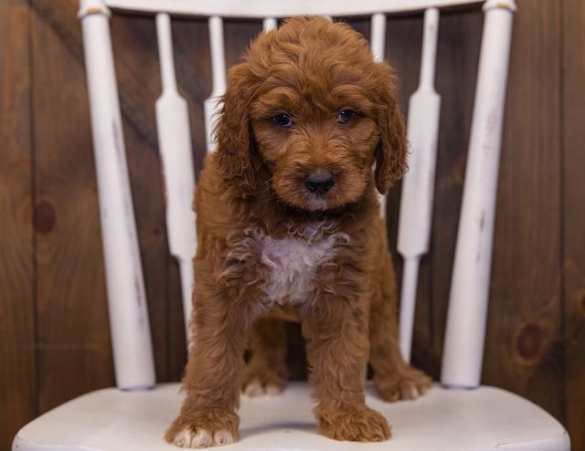 A litter of  Irish Doodles raised in Iowa by Poodles 2 Doodles