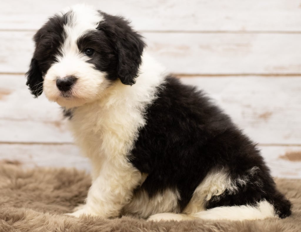 Mylo is a Standard Sheepadoodle Puppy Sold As Of 04/20/2019