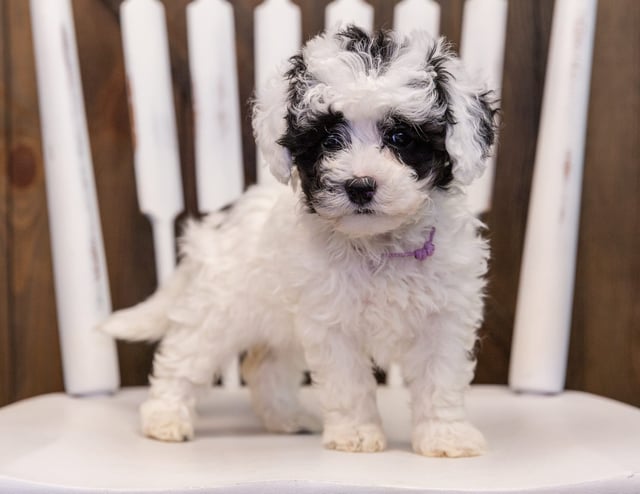 A picture of a Winona, one of our Mini Sheepadoodles puppies that went to their home in Missouri