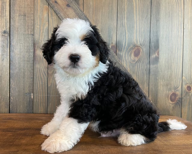 Ace is an F1 Bernedoodle that should have  and is currently living in Wisconsin