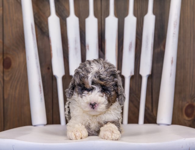 Harley came from Harley and Grimm's litter of F1B Sheepadoodles